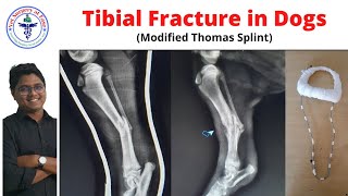 Tibial Fracture Dog  Case Report 07 [upl. by Neruat]