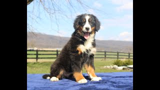 Bernese pups [upl. by Koppel927]