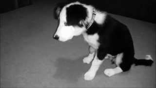 Border Collie Puppy performing tricks  14 weeks [upl. by Dieball]