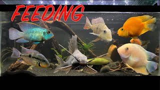 Feeding My FAVORITE FISH Cichlid Tank [upl. by Yellas]