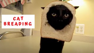 CAT BREADING  the 1st on YouTube [upl. by Stacia]