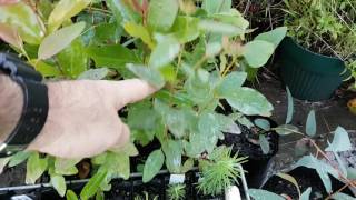 Eucalyptus Seedlings at 6 months old [upl. by Ettenyar]