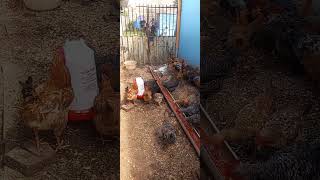 Chickens feeding on tomatoes bypoultryparadisetv [upl. by Eimmaj767]