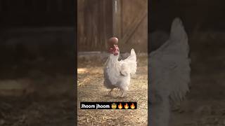 Cute Hen🥰😂 Funny Moments 🤣funny cute comedyfilms song bollywood love cuteexpressions short [upl. by Amles]