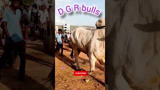 D G R bulls bulls update video subscribe 🔔my channel [upl. by Gillette]