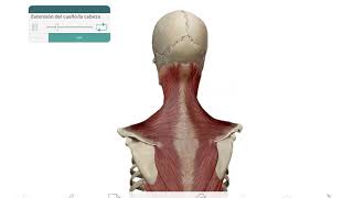 MUSCULOS CUELLO POSTERIOR ESPLENIOS [upl. by Norrehs]