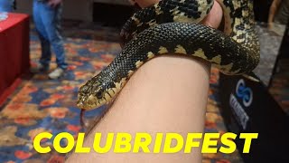 COLUBRIDFEST 2024 SNAKES SCIENCE FUN [upl. by Yvonner]