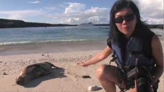 Galapagos Islands baby sea lions on the beach [upl. by Teragram]