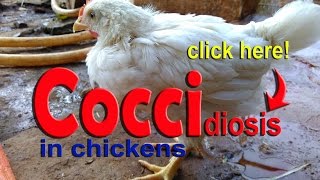 Coccidiosis in Chickens Poultry Diseases Symptoms Eimeria Infection amp Treatment [upl. by Lankton]