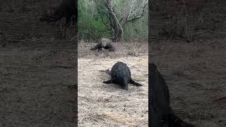 Wow the initial process of Komodo dragons eating wild boar‼️‼️😱😱😱🐗🐗🐗 [upl. by Farwell]