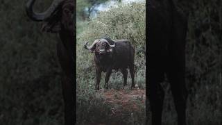 buffalo target by sniper trending foryou viralvideo viralshort gaming animals shorts [upl. by Beka]