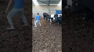 Boğa boğa tosun inek cow bull bullfightgoa boğagüreşleri fighting animal shortvideo [upl. by Aurelius]