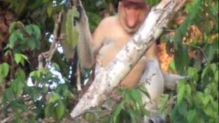 A river safari in the Kinabatangan Sabah Borneo [upl. by Sundberg]