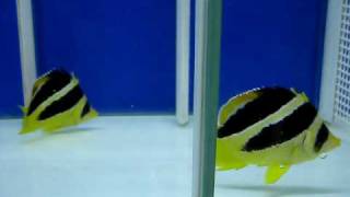 Mitratus Butterfly  Chaetodon Mitratus   Reborn Aquarium [upl. by Enelyk]