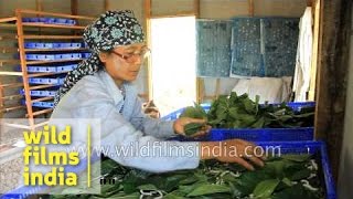 Silk worms feeding on mulberry leaves in India [upl. by Cudlip]