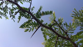 The Life of a Honey Locust Tree [upl. by Cofsky735]