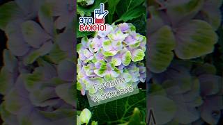 🌸Важно☝️🌿macrophylla hortensia hydrangea garden крупнолистнаягортензия подкормки [upl. by Messab]