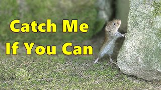 Cat TV  Mice on The Run 🐭 Jerry Mouse for Cats to Watch ⭐ 8 HOURS ⭐ [upl. by Ysdnil]