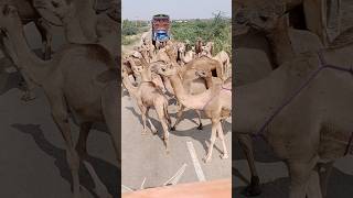 camels hump group road trip Kars shorts short ytshort youtubeshortsviral animals [upl. by Einna]