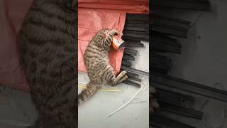 I helped the cat stuck in the food box help animalrescuer horse animals [upl. by Ajnos]