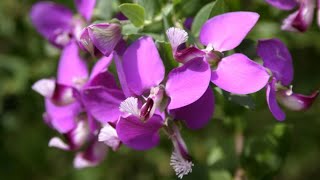 Polygala myrtiflora  Jardinería [upl. by Philemon]