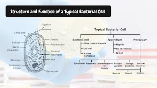 Bacterial Cell  Structure and Function  Details Explanation with Diagram [upl. by Ibrek]