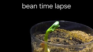 time lapse bean growing in soil for 25 days [upl. by Geilich]