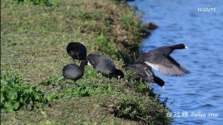 白冠雞 Fulica atra [upl. by Miran729]