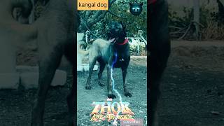 Kangal dog कंगाल डॉग इन इंडिया 🤑 trending shorts kangaldog viralvideo [upl. by Panther420]