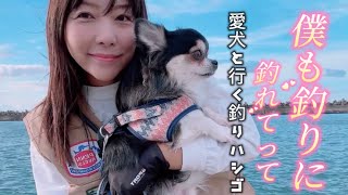 【銚子から飯岡】11月16日釣行愛犬と行ける釣り場車横付け銚子から飯岡での釣行で釣れたお魚は？ [upl. by Vanya880]