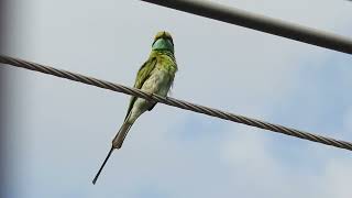 Bee eater  green beeeater sound  City birds of India  bee eater bird [upl. by Anyel]