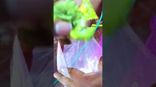 🔥🤯💫 LIVE PLANTS FOR AQUARIUM FISH WATER LILLY AND FOXTAIL LIVE PLANTS VERY CHEAP PRICE 🔥🤯💯💫💫 [upl. by Roshelle]