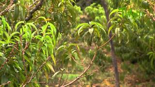 Técnicas de poda y manejo del cultivo del durazno [upl. by Losse]