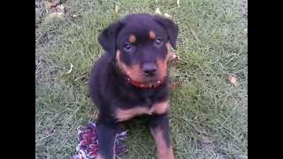 AXEL the Rottweiler [upl. by Anastasia]