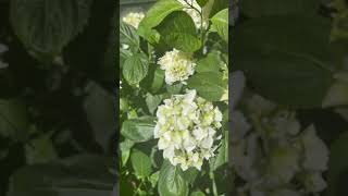 hydrangea flower garden dailydose slowlife natureisamazing white springgarden inspiring [upl. by Darrell]