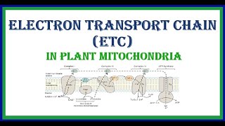 Electron Transport Chain ETC in Plant Mitochondria [upl. by Ahtel]