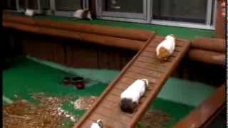 モルモットの橋渡りOver bridge of Guinea pig [upl. by Adlecirg]