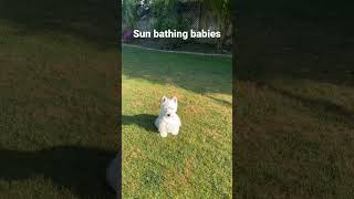 Winstons morning sunbathing routine westielove westies [upl. by Akenit]