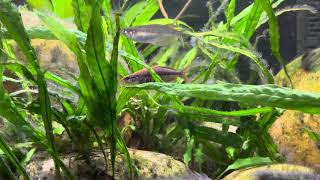 Kali Biru Rainbowfish Chilatherina fasciata breeding behavior [upl. by Intyre]