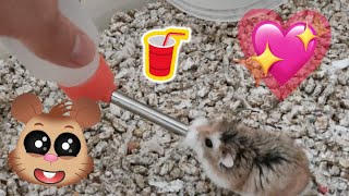 My New Hamster is Thirsty [upl. by Ambrosi196]