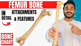 femur bone anatomy 3d  anatomy of femur bone attachments anatomy  bones of lower limb anatomy [upl. by Audy319]