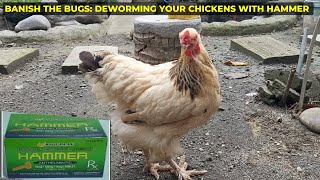 Hammer time for chickens Deworming made easy [upl. by Nirat]