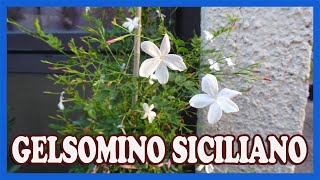 IL GELSOMINO SICILIANO O DI SPAGNA  COME FARE PER OCCUPARCI DI QUESTA PIANTA  LINGUAGGIO DEI FIORI [upl. by Otreblif346]