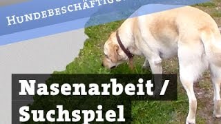 Nasenarbeit  Suchspiel für Hunde  Leckerlisuche Hund Beschäftigung Hundebeschäftigung [upl. by Robby]