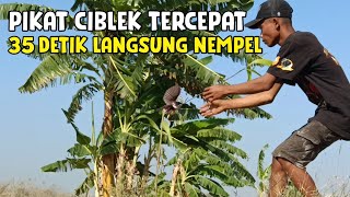 TRIK CEPAT MEMIKAT BURUNG CIBLEK PALING AMPUH [upl. by Amiarom]