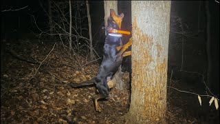 DEEP with the MEAT Coon Hunting With Black amp Tans [upl. by Cheffetz]