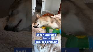 I don’t need a diet dog dogs doglover cute viral trending doggo funny funnyvideo shorts [upl. by Wilkens]