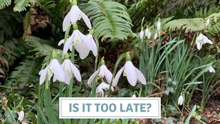 Garden Tidy and Planting Snowdrops In January  Cottoverdi [upl. by Ardeha]