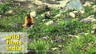 Longtailed Marmot in an alpine meadow [upl. by Ardine]