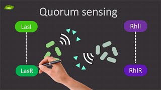 Decoding Quorum Sensing in Pseudomonas aeruginosa  Basic Science Series [upl. by Darin40]